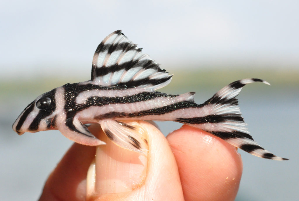 tiny striped fish