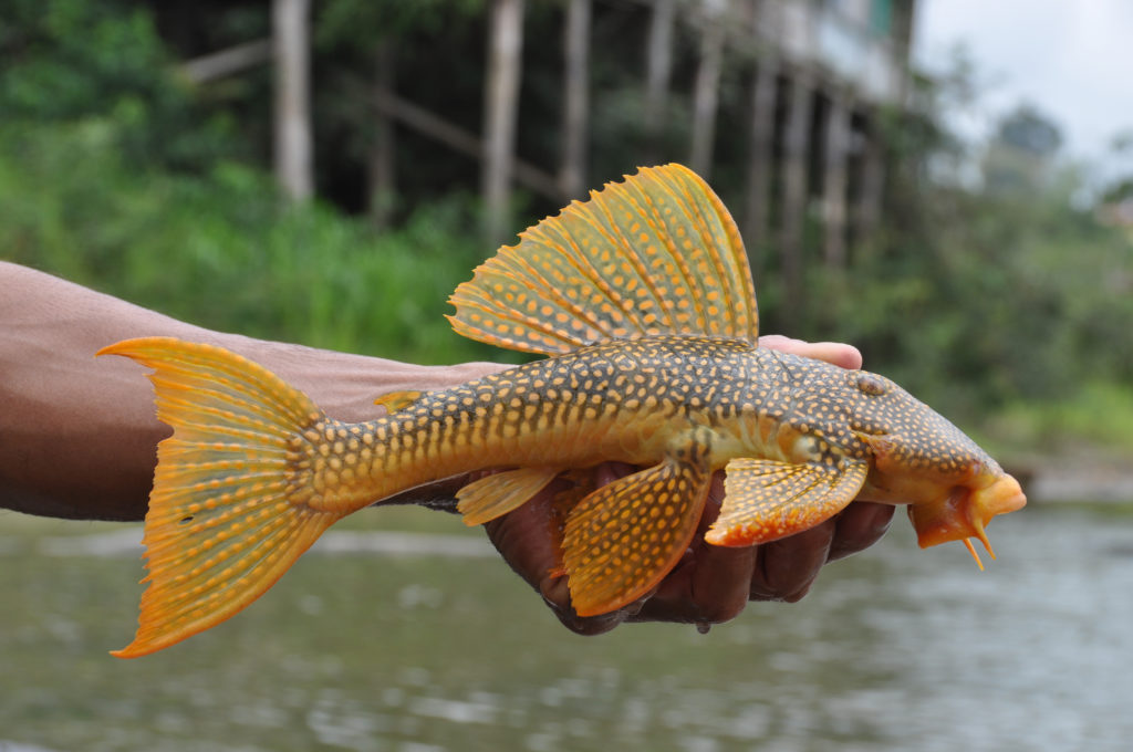 hand holding yellow fish 