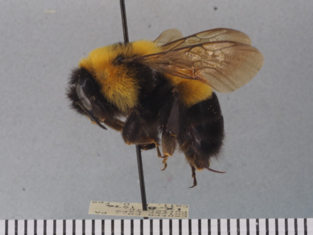 bumble bee
