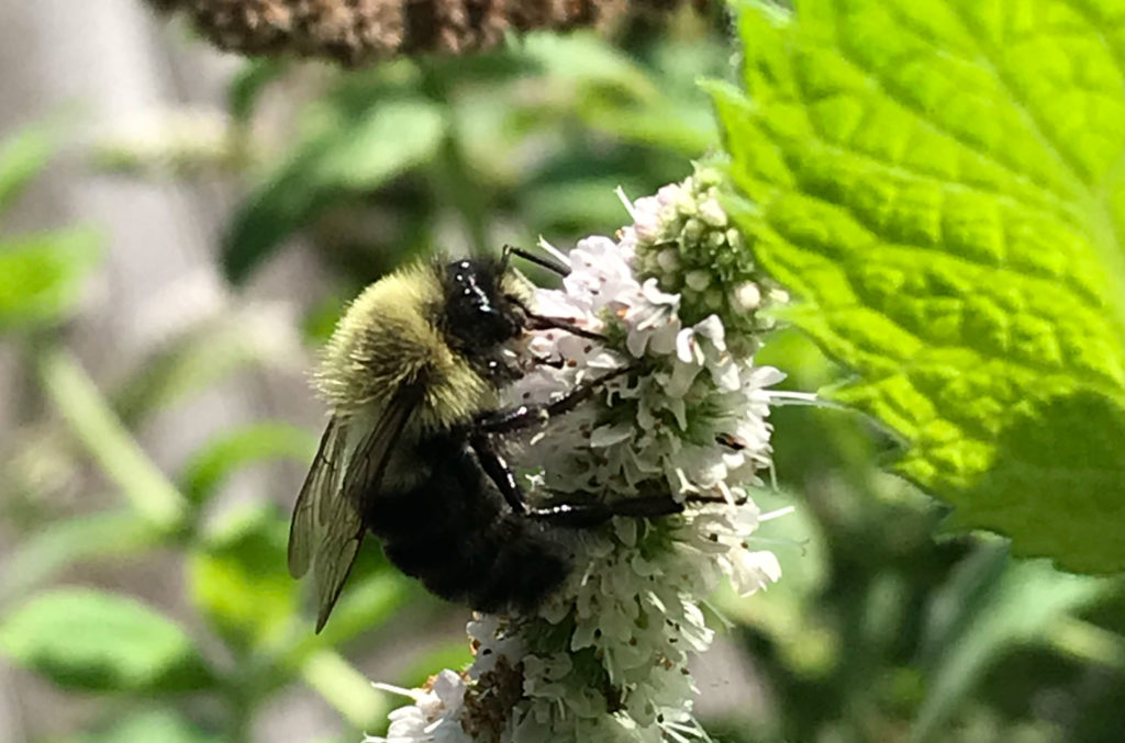 Bee on mint plant