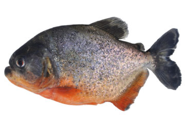 a fish