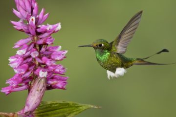 rackettail