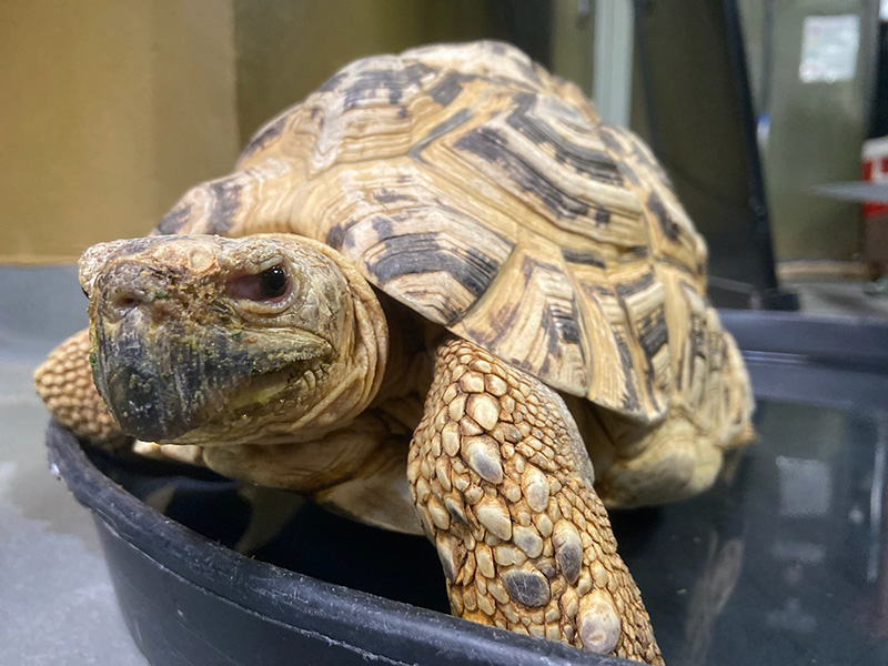 turtle
