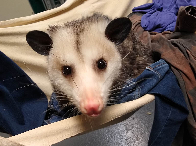 opossum