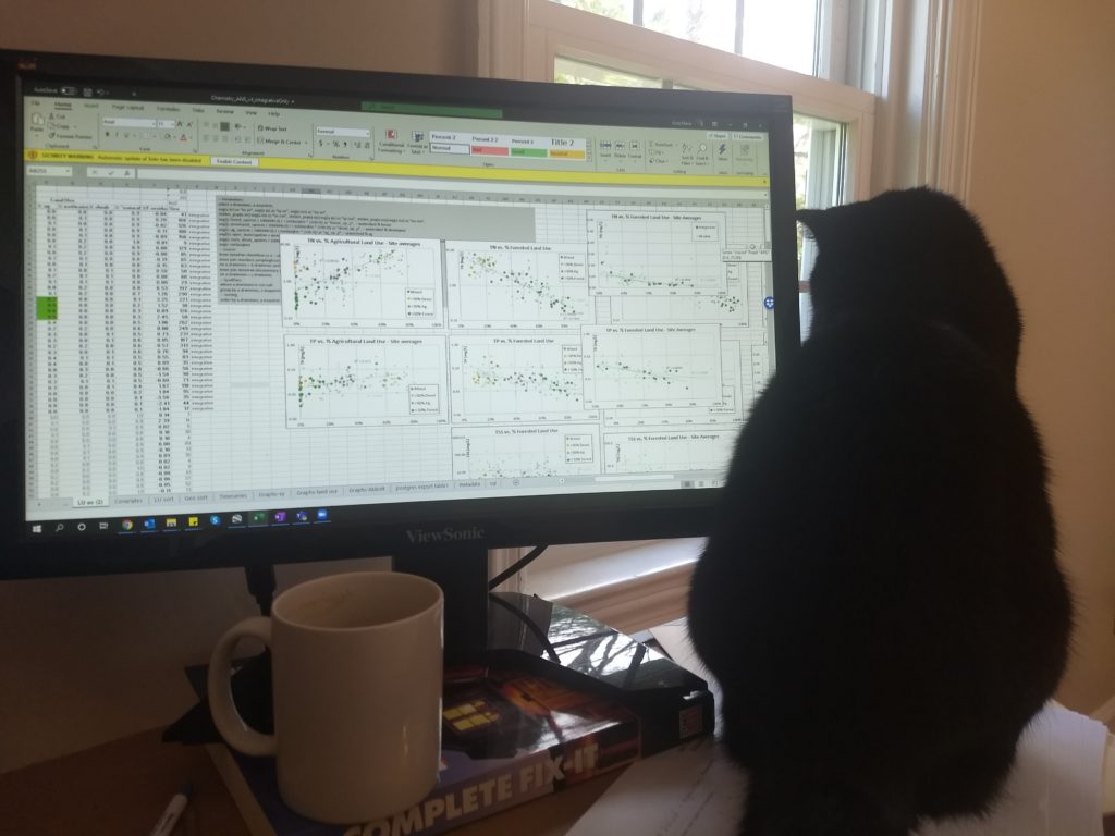 cat and monitor