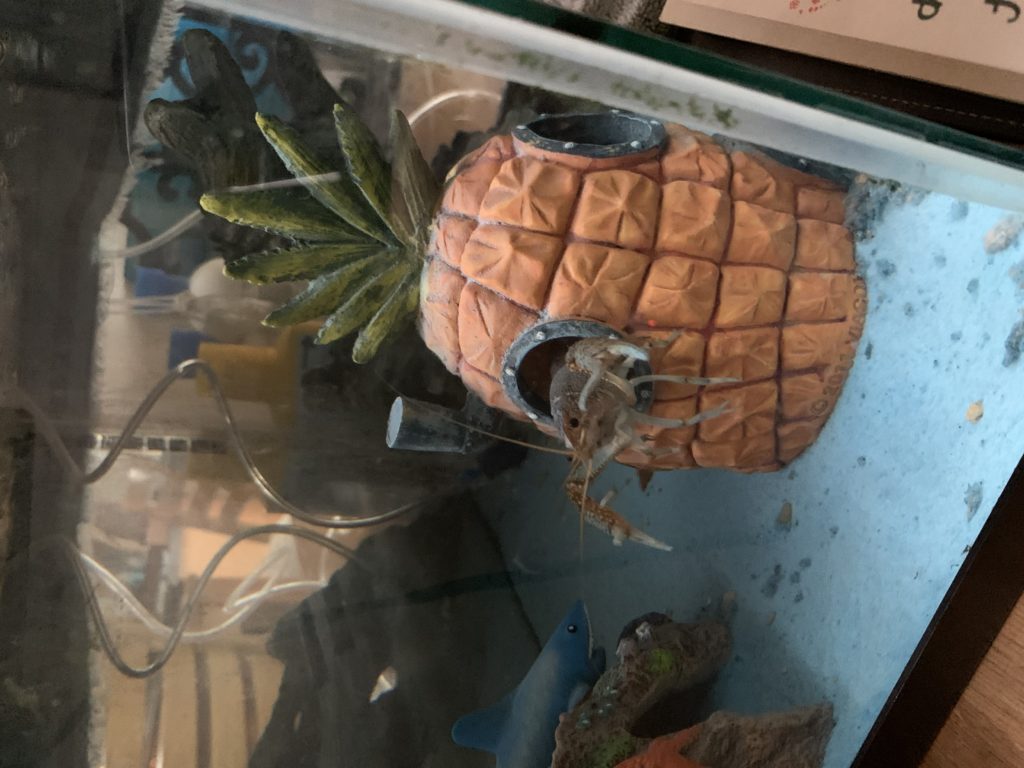 fish in pineapple