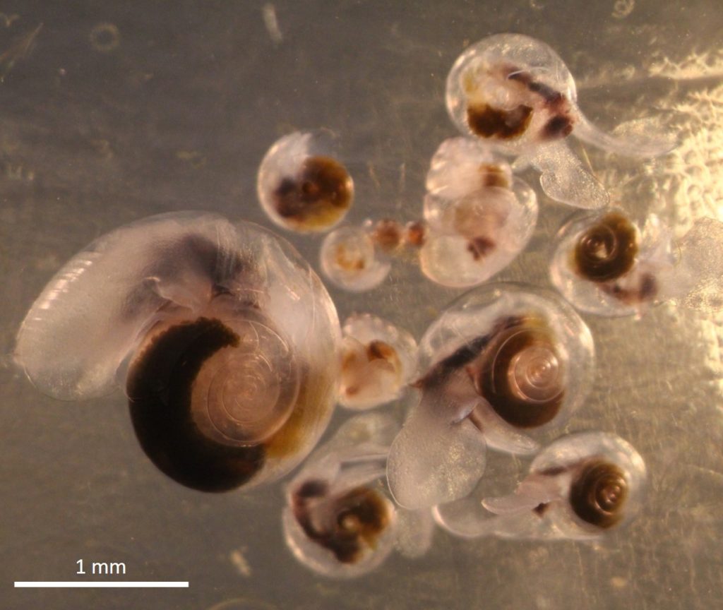 pteropods