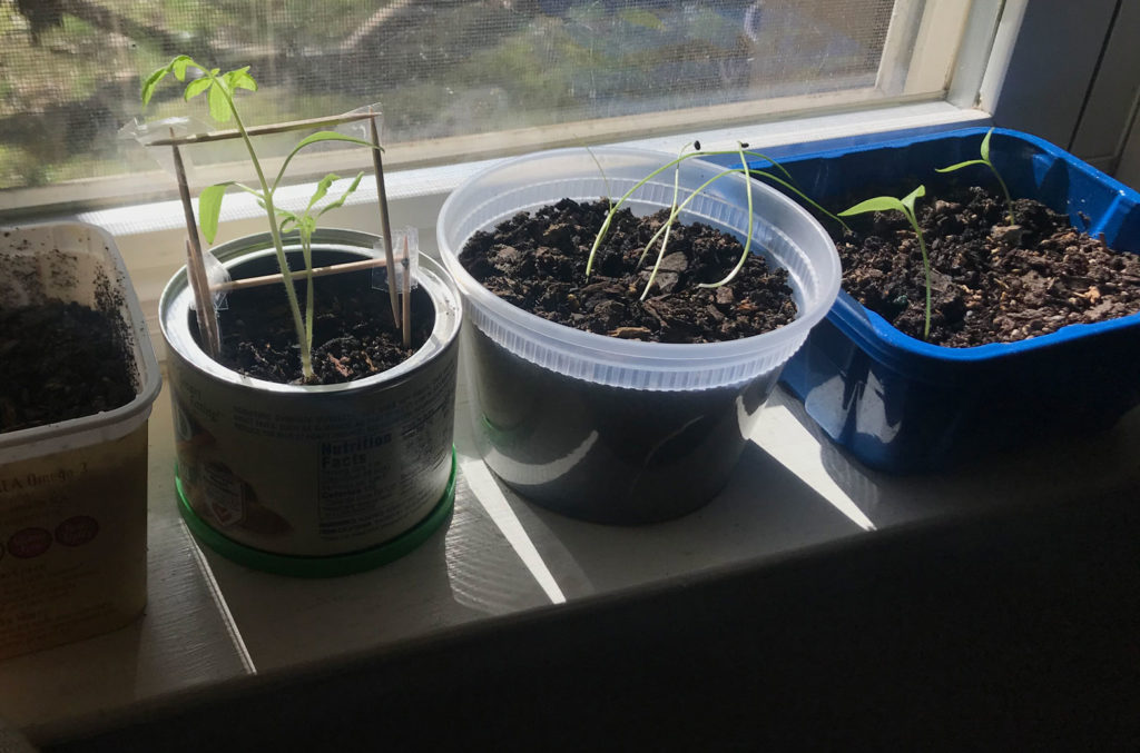 Seedlings starting in upcycled containers