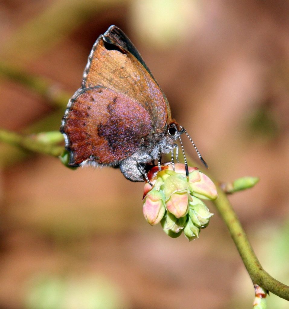 Brown elfin photo by Stephen Mason
