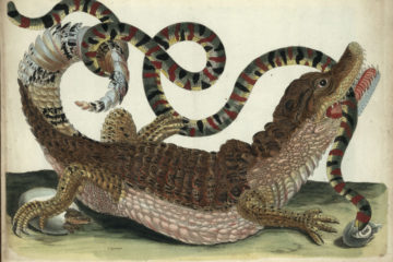 snake and croc