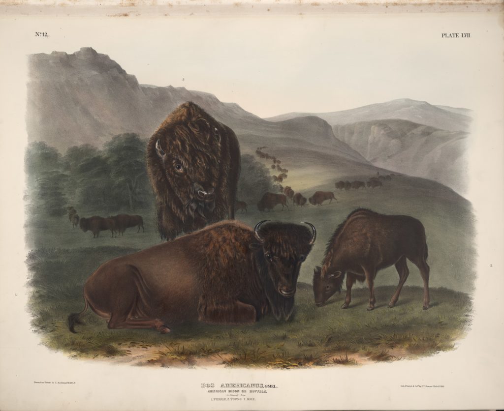 buffalo