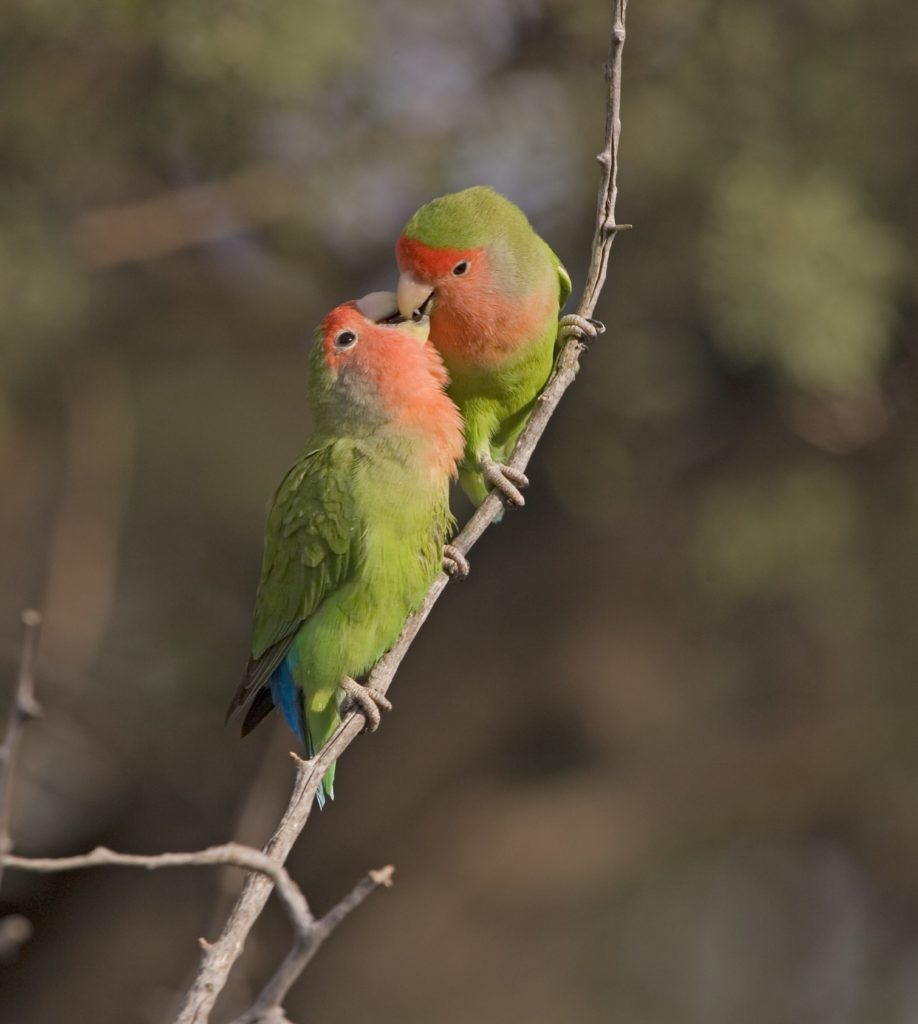 lovebird