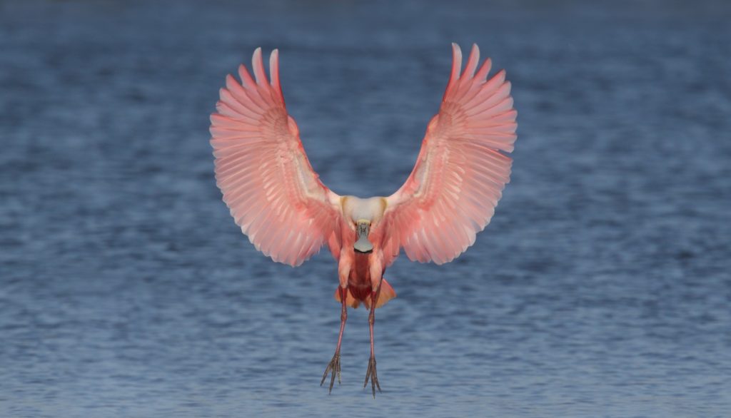 roseat spoonbill