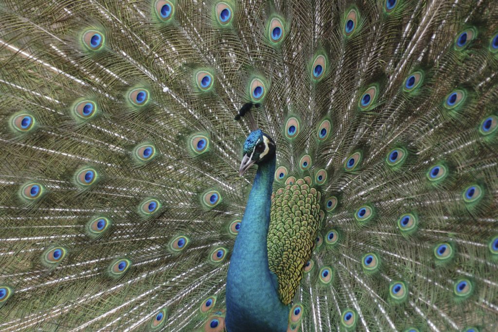 peafowl