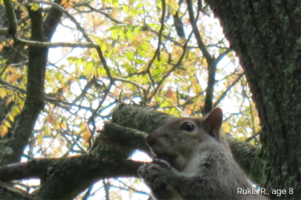 squirrel in tree