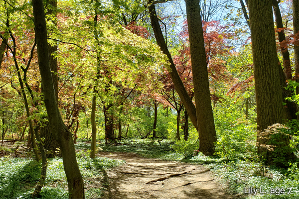 forest