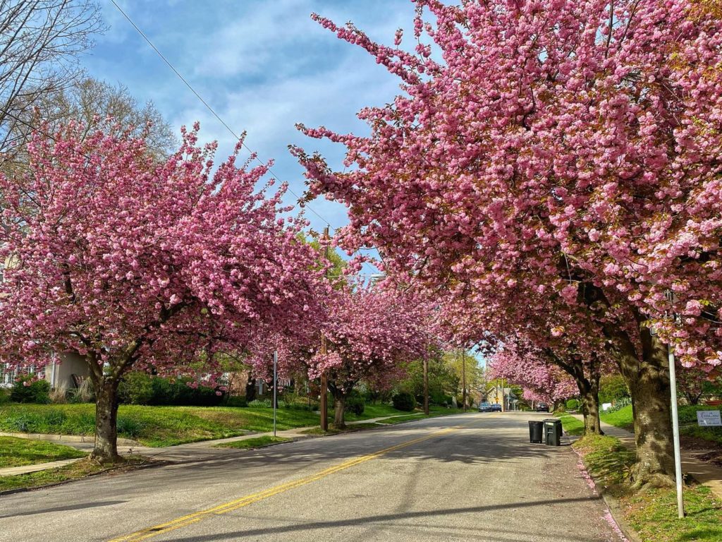 street with pink trees
