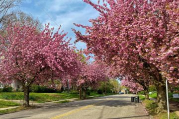 street with pink trees