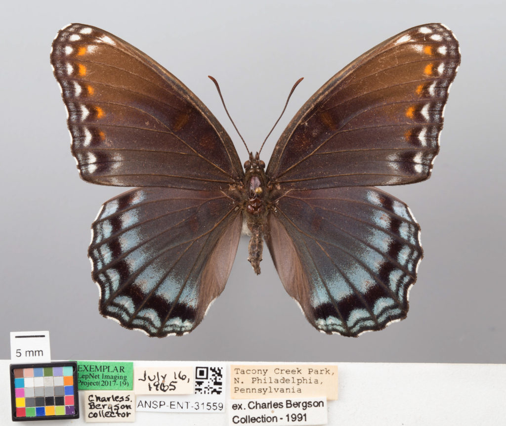Dorsal view of a Red-Spotted Purple that was collected in Tacony Creek Park on July 16th, 1965