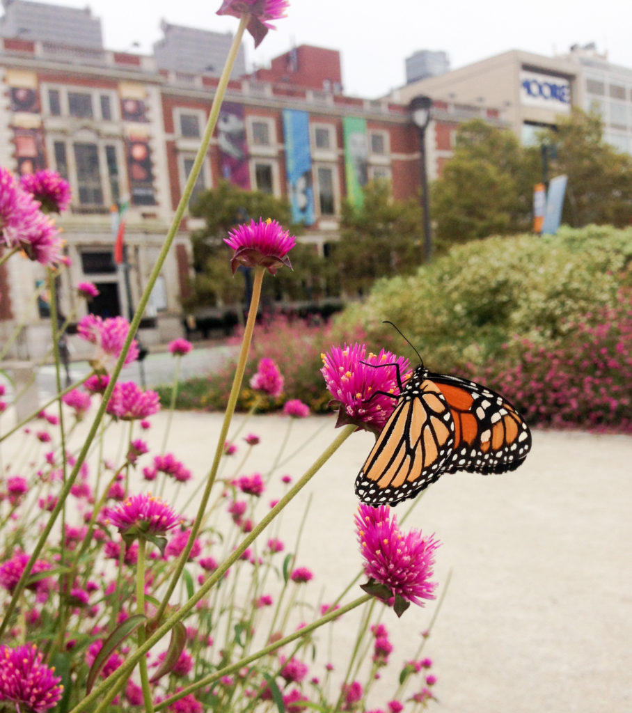 A Monarch is on a pink flower in the Logan Square garden. The Academy of Natural Sciences Museum is in the background.