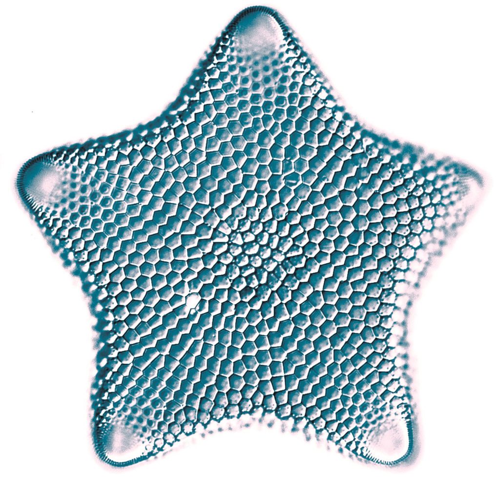 star diatom