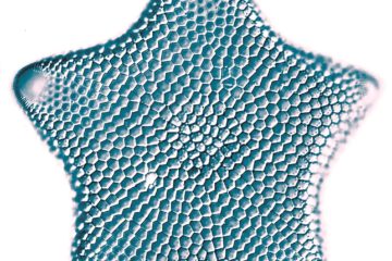 star diatom