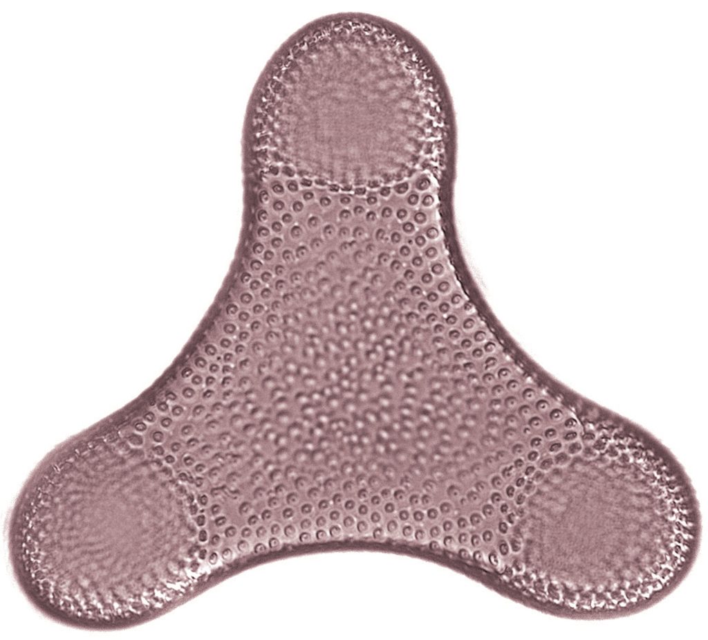 triangle diatom