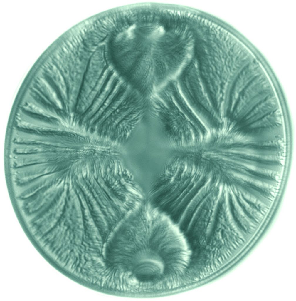 round green diatom