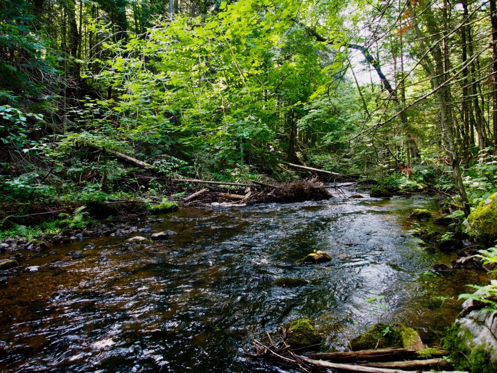 Stream running through a wooded area