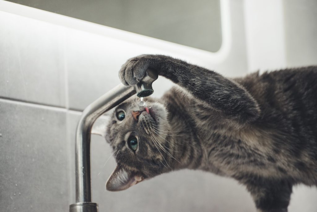 Cat drinking from faucet