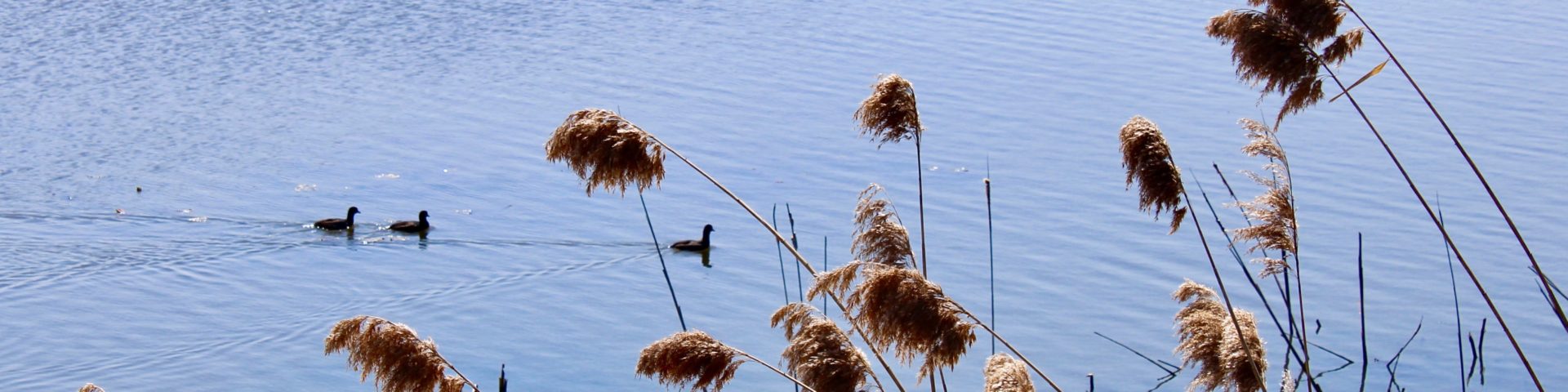 three grey birds swimming with reeds in the foreground