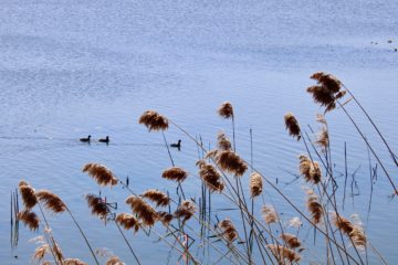 three grey birds swimming with reeds in the foreground