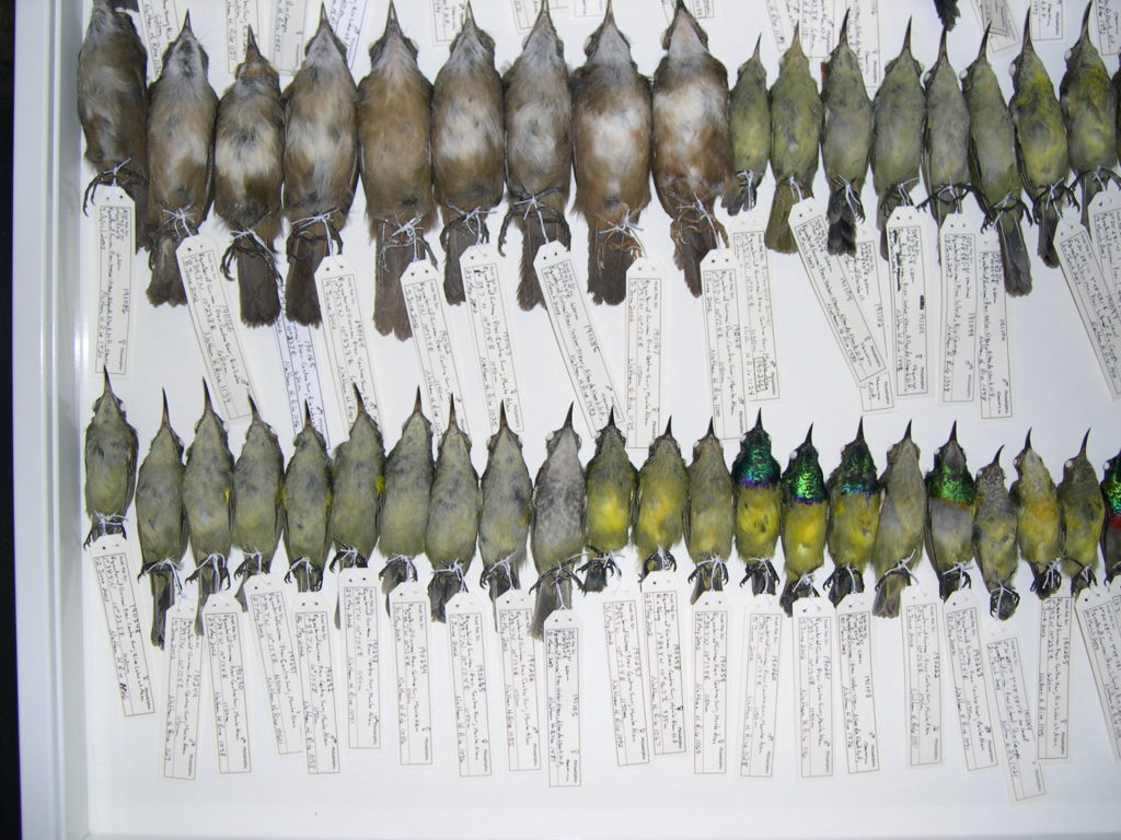 a drawer full of birds that have been collected with tags