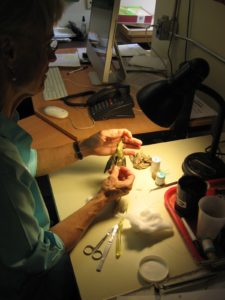 a scientist stuffing a bird with cotton balls