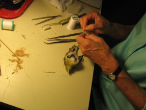 a scientist sewing up a bird
