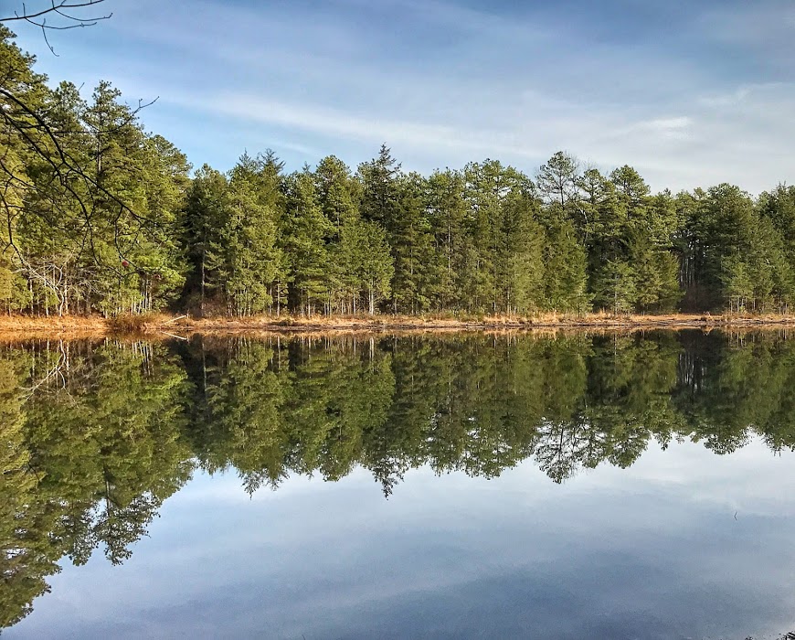 pine trees along a pond