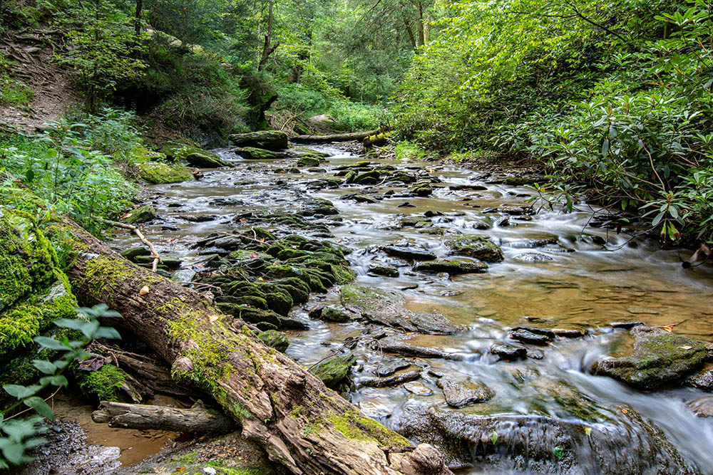 stream flowing through green woods