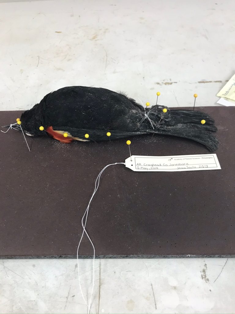a dead black bird pinned to a black board.