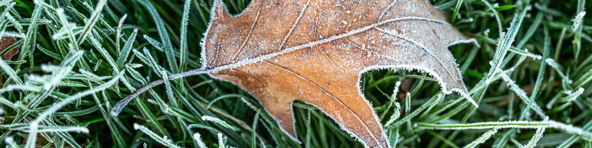 Frost-covered grass and leaf