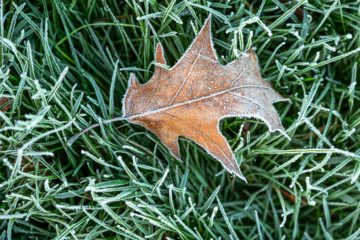 Frost-covered grass and leaf
