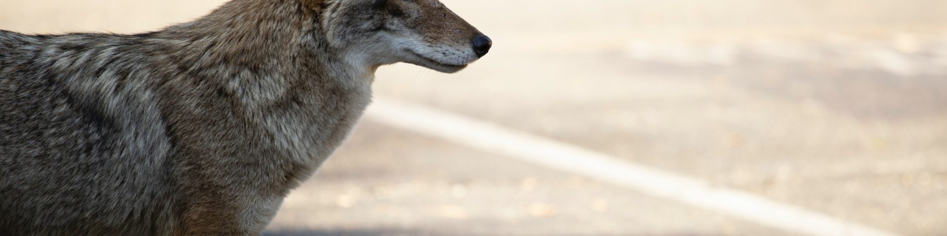 coyote near road