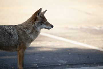 coyote near road