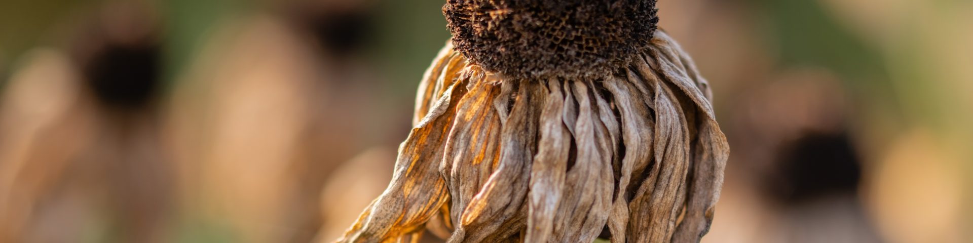 dried flower in field