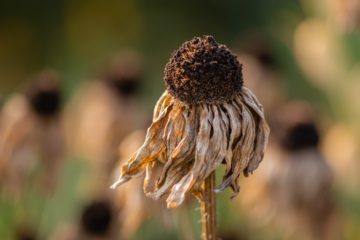 dried flower in field