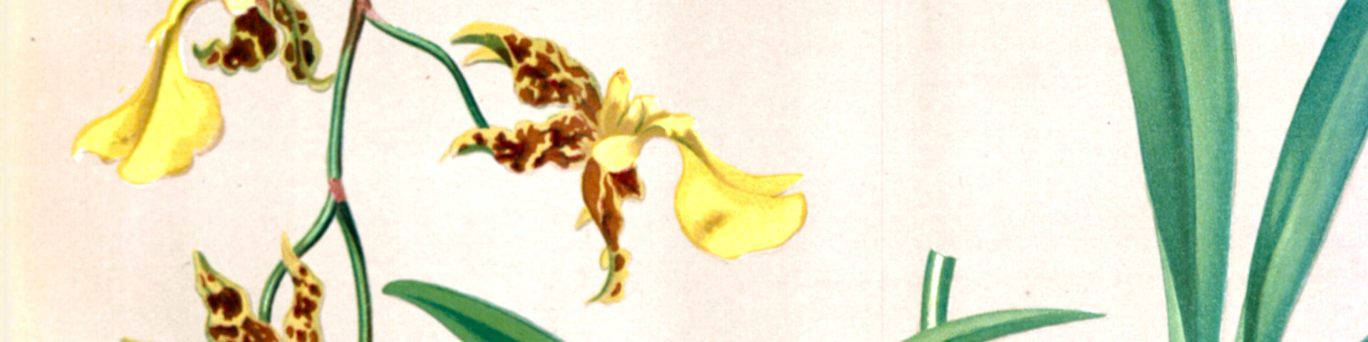 red and yellow flowers