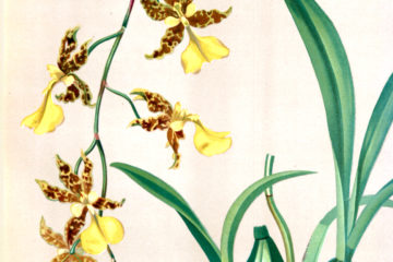 red and yellow flowers