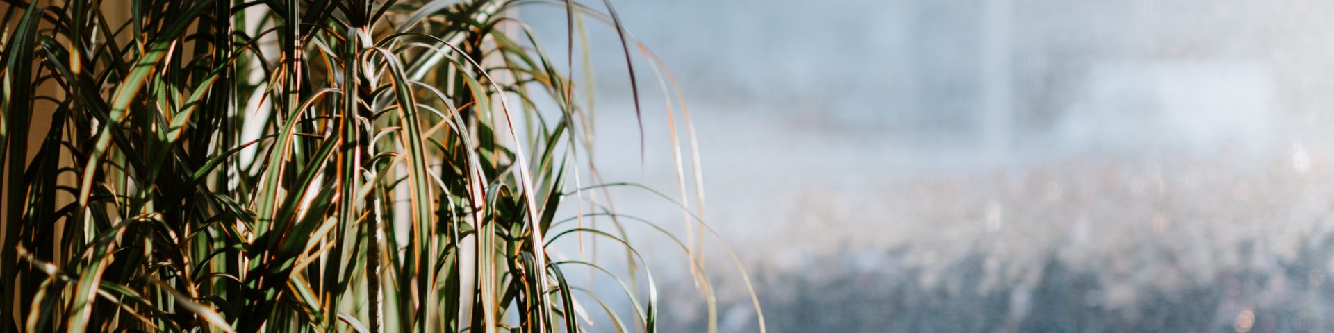 green plant in front of frosty window