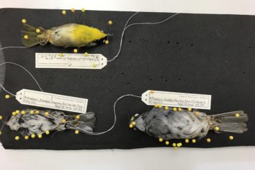 birds ready for mounting to the collection