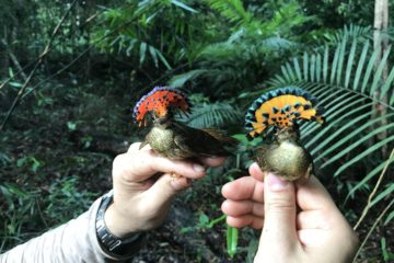 colorful puffbirds