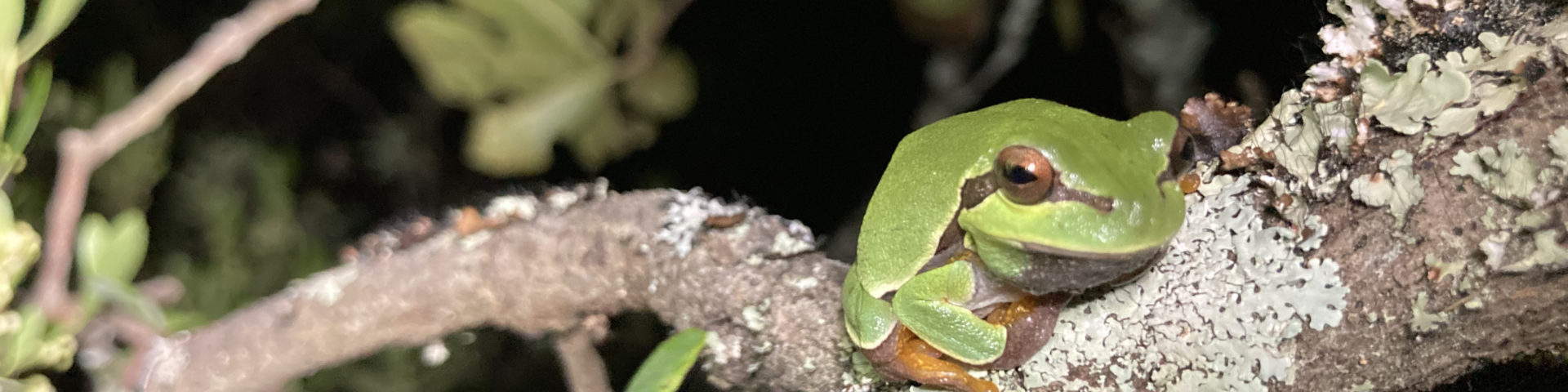 pine barrens tree frog